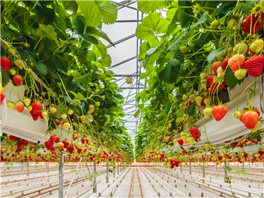 Plant Growth Lighting